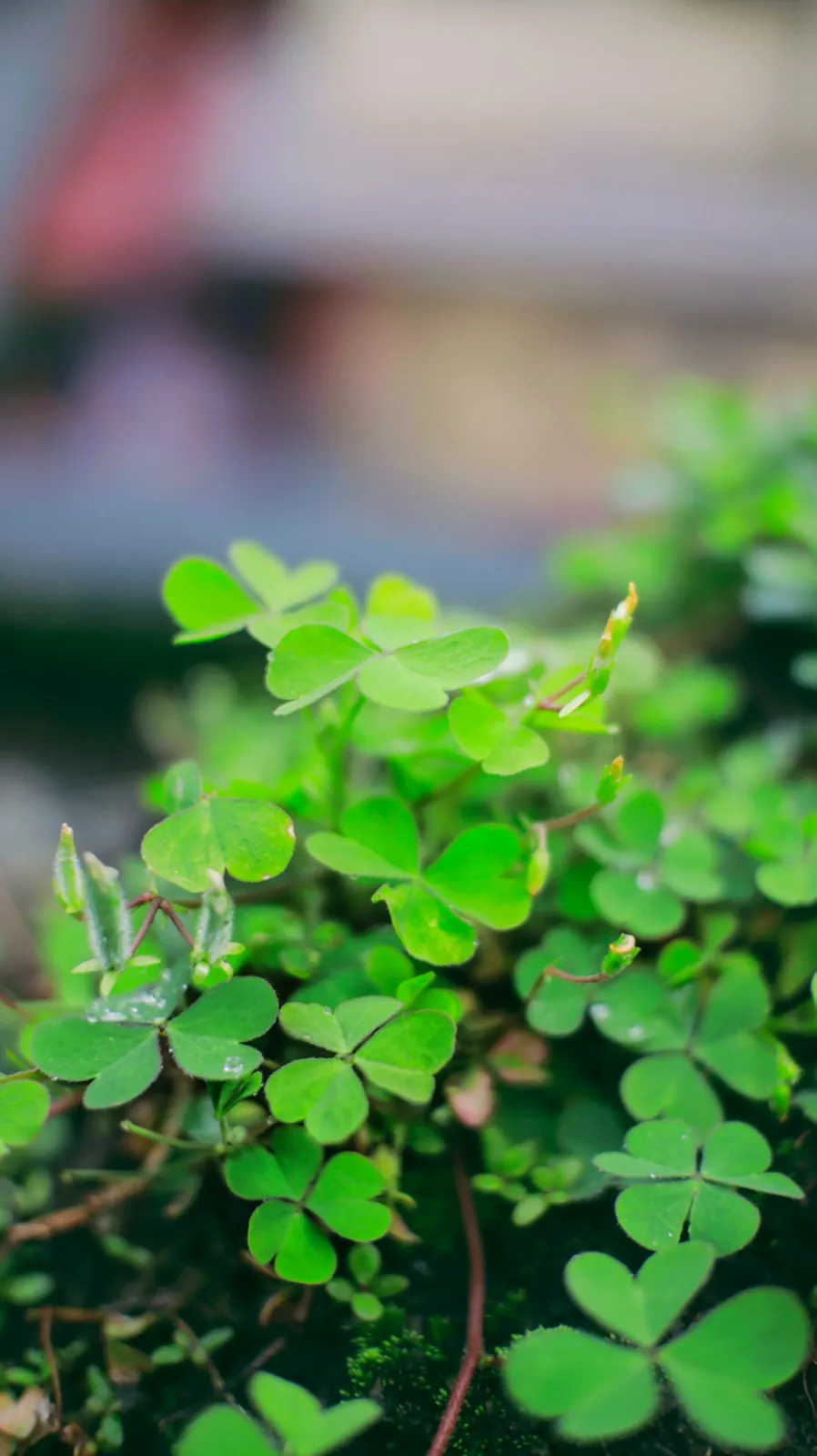 Close-up of small green plant leaves, the kind of source plant molecular docking research starts from